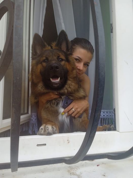 Привіт мене звати Макс породи Німецька вівчарка.