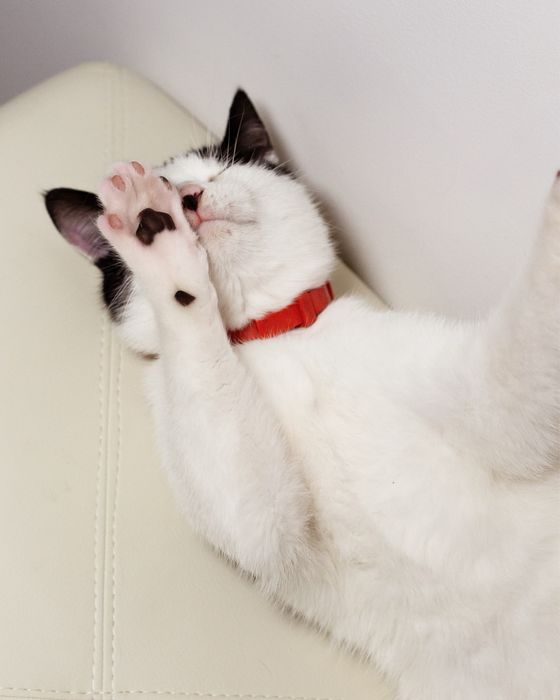 Кошеня хлопчик, підліток в добрі руки