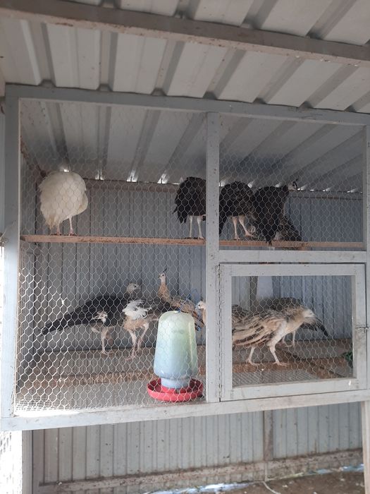 Criação de pavões 2025 de várias espécies