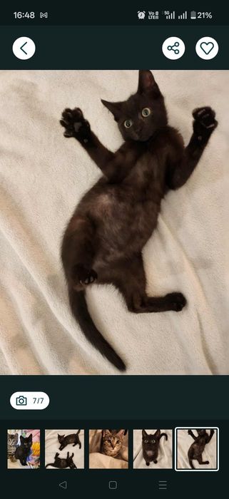 Merry szuka dobrego domu.