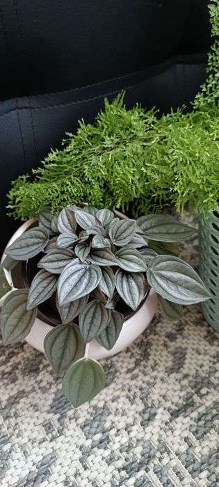 Продам набір діток пеперомій