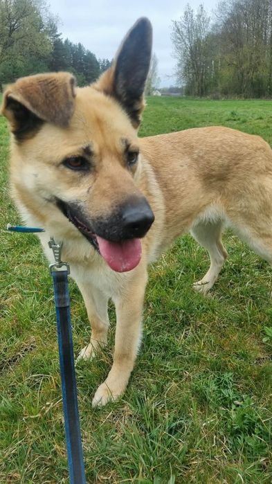 Przyjazna, do ludzi, psów  Frytka do adopcji