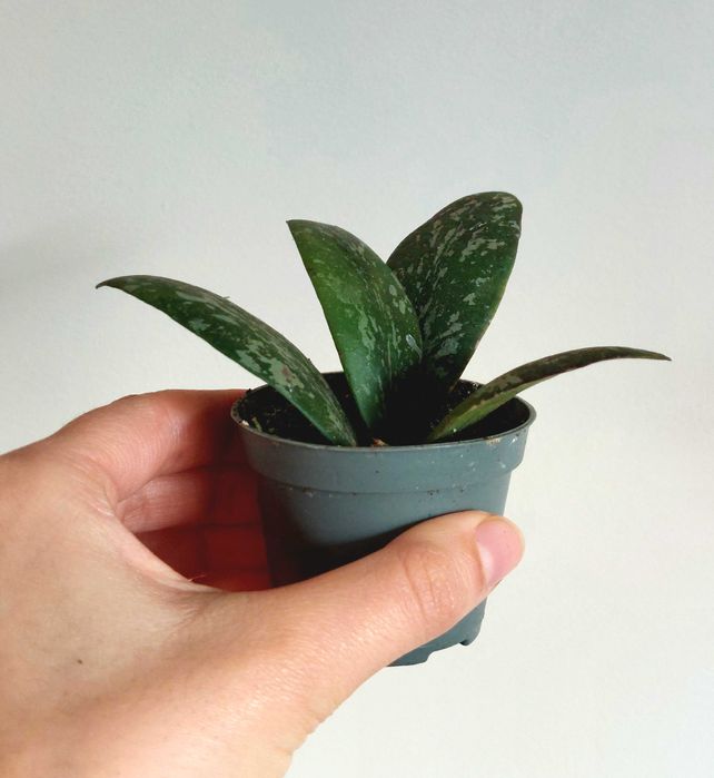 Planta Hoya sigillatis