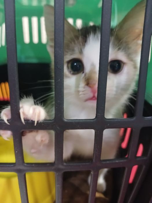 Трьохкольорове кошеня 1 місяць