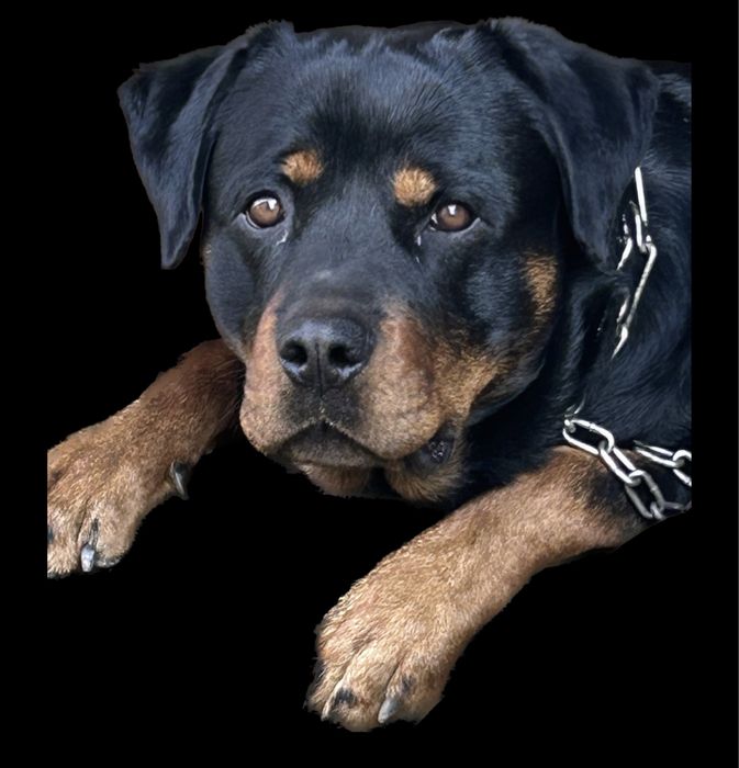 Злучка, смт.Верхнє Синьовидне. Вязка собак, ротвейлер