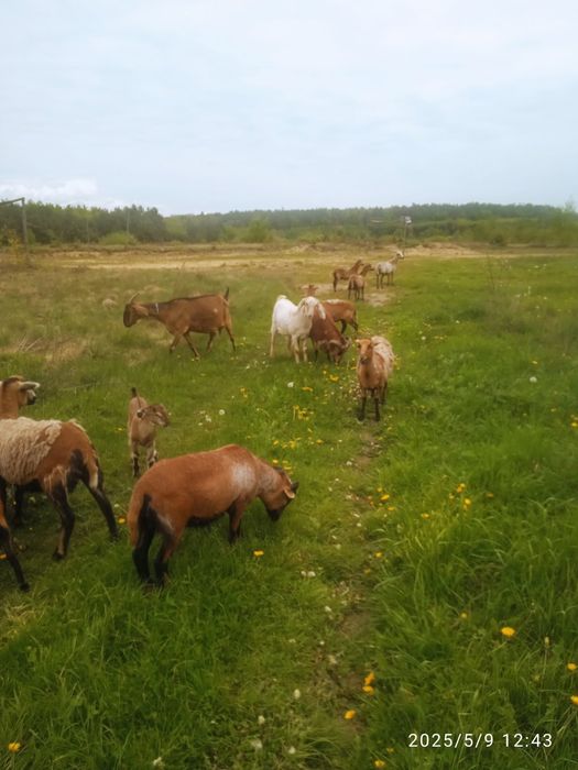 Продаж камерунські вівці