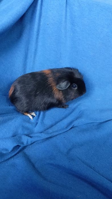 Питомник морских свинок