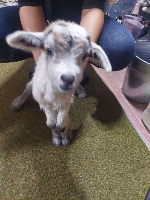 Продаю козеня цапик