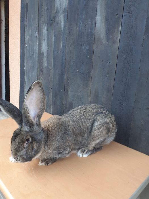 Piękne młode belgi.