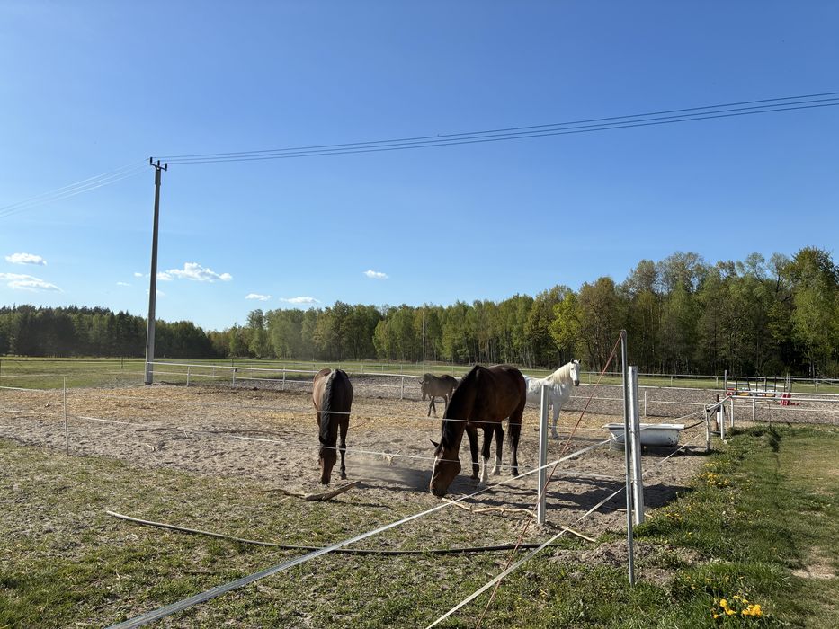 Wynajem boksów - Stajnia Eques