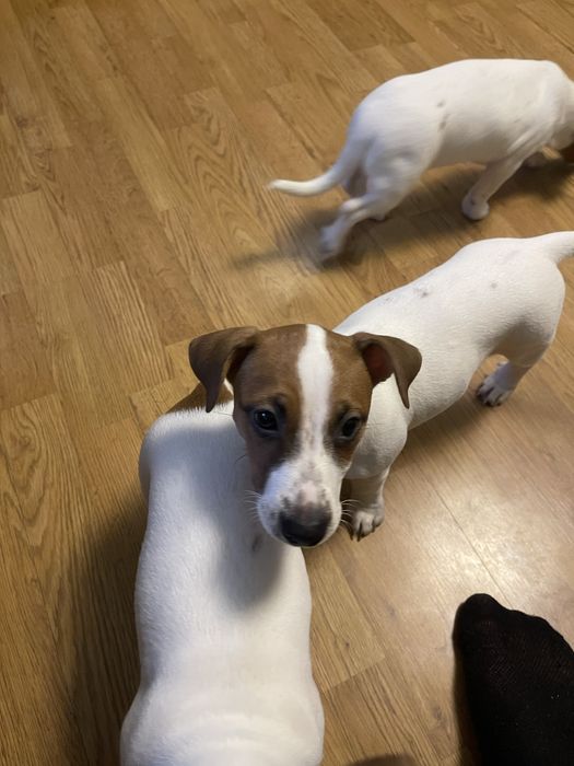 Джек Рассел Терʼєр дівчата