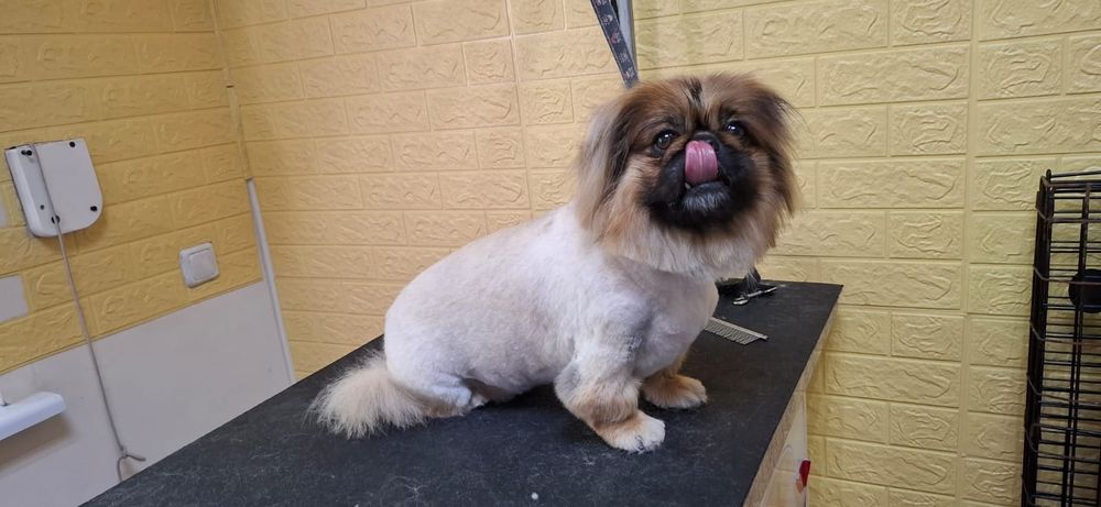 Грумінг для вашого улюбленця