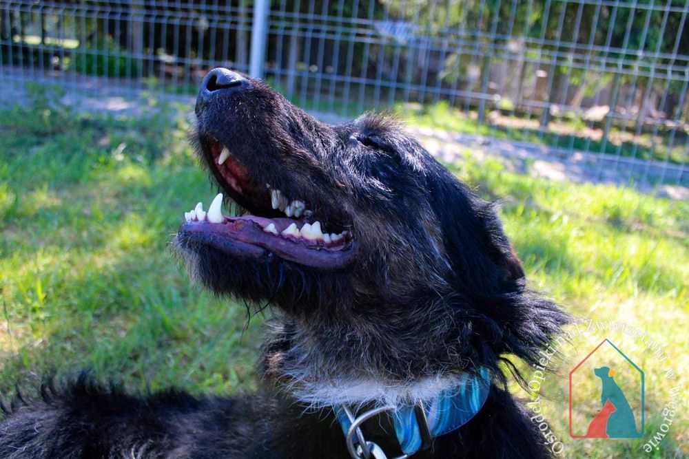 Bardzo fajny i wesoły, młody, większy psiak - kocha człowieka ADOPTUJ
