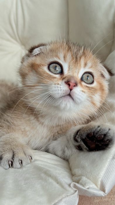 Висловухий шотландський хлопчик, scottish fold, шотландські кошенята