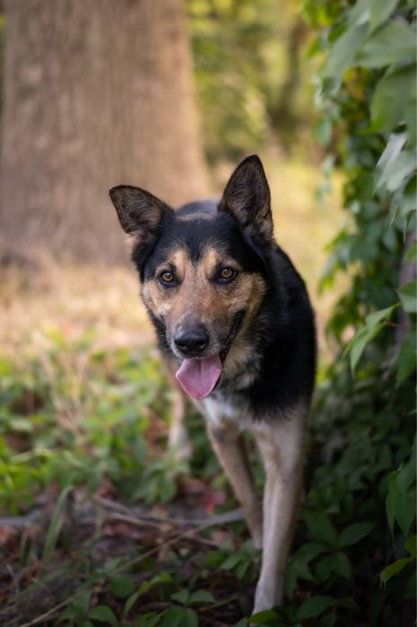 Mieszaniec owczarka Max szuka domu