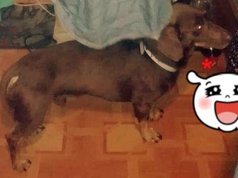 jamnik mix zaginą ł łodzkie aktualne