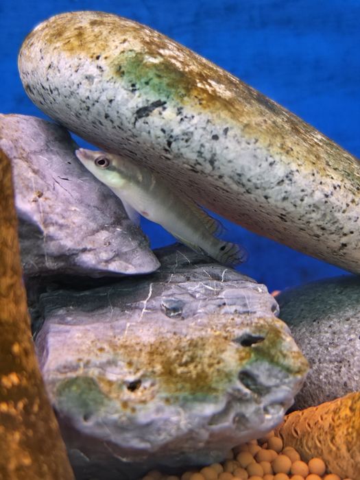 Crenicichla Compressiceps WILD