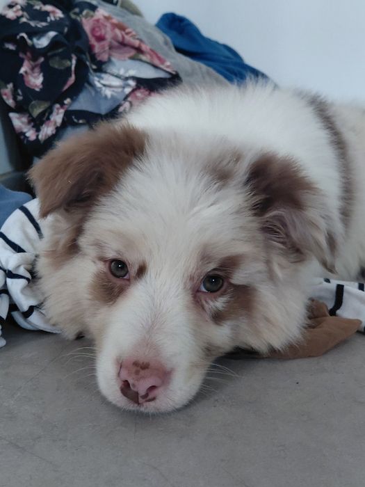 Border collie suczka fci zkwp