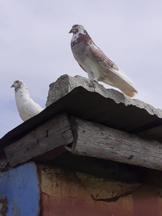 Pombos de papo de ar