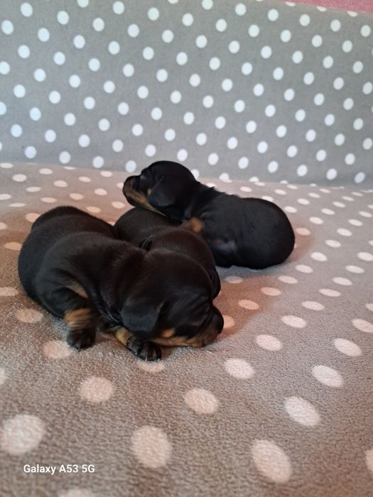 Продаються цюценята кролічої такси