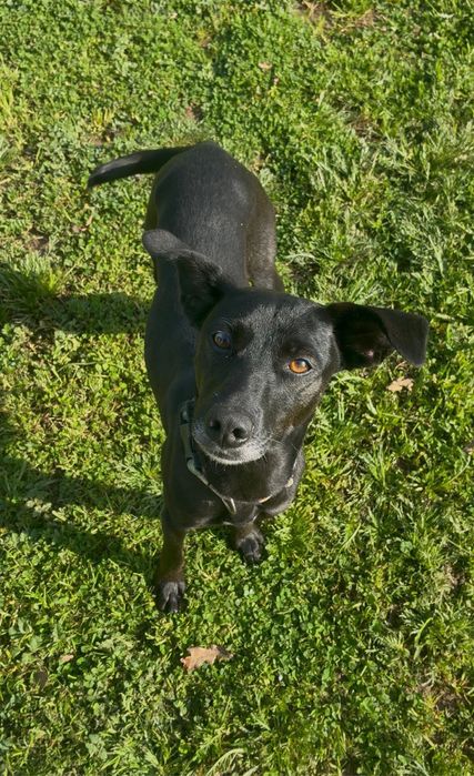 Zoe para adoção muito responsável
