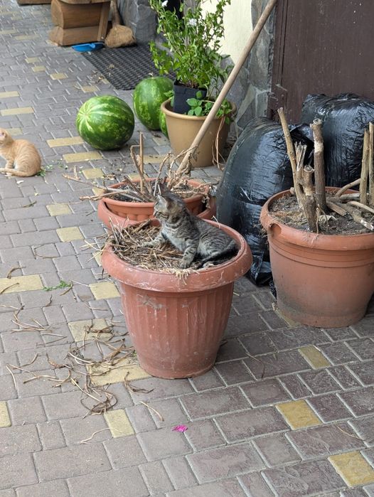 Віддам котяток) двоє рижих і один сірий