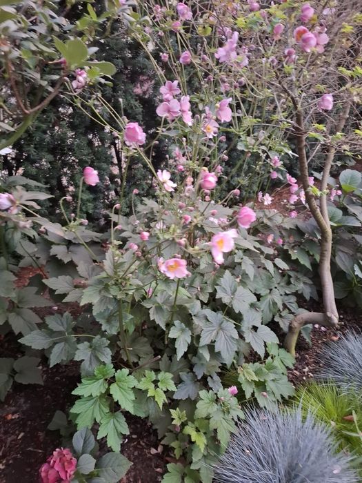 Byliny z własnego ogrodu