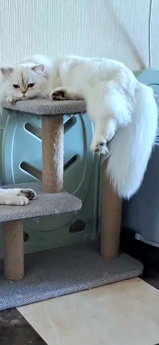 Вязка в'язка Срібляста шиншила кіт. Кіт на в'язку.