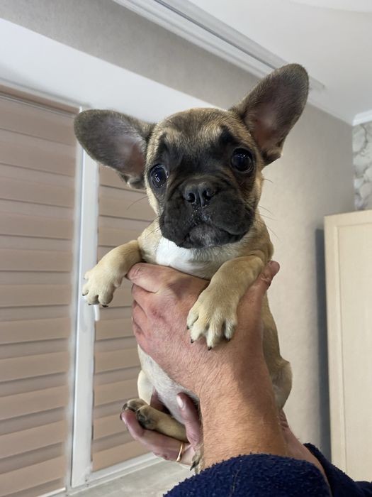 Французький бульдог