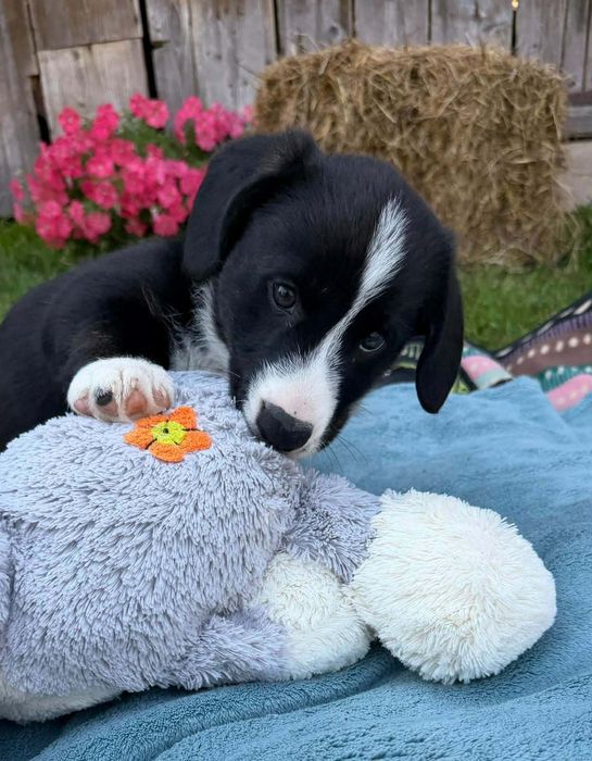 Welsh Corgi Cardigan FCI piesek