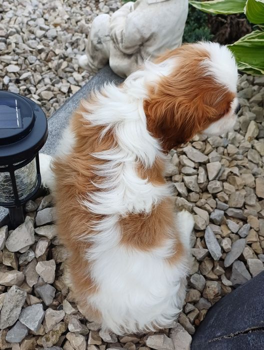 Cavalier King Charles Spaniel