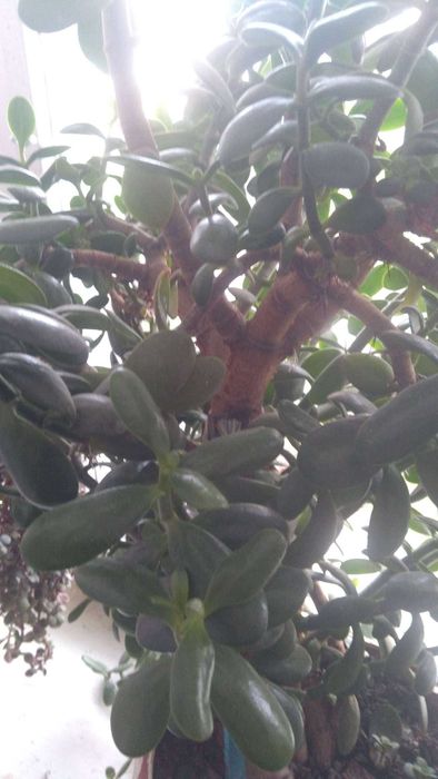 Денежное дерево (красула)