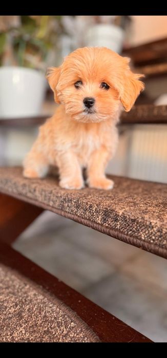 Mini Maltipoo po czerwonym tea cup .