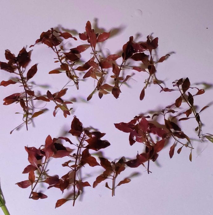 Mega Zestaw Roślin Akwariowych Czerwone Fioletow Zielone