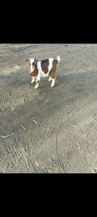 Kózki karłowate miniaturki