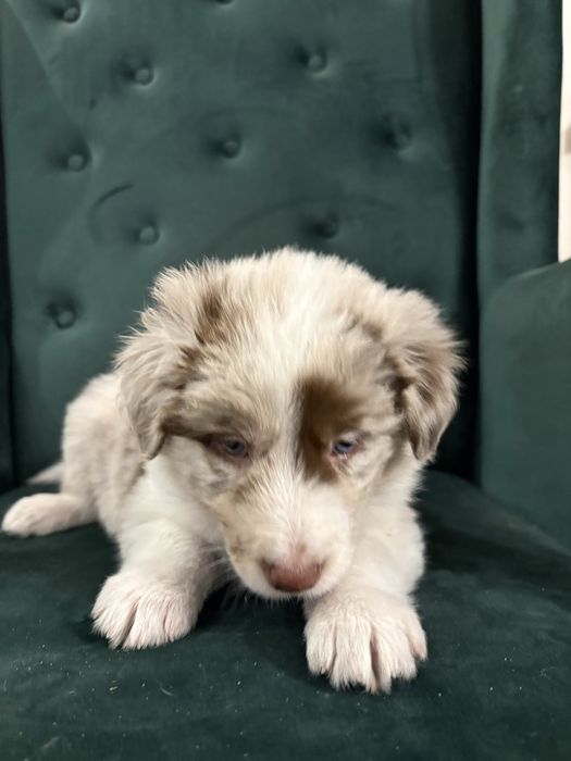 Piesek Border Collie