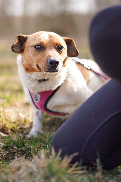 Uroczy Precelek w typie jack russell terriera szuka domu!