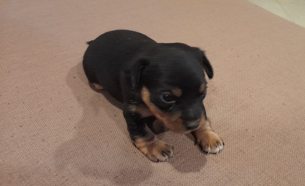 Pincher pronto para sair