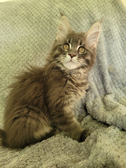 Koteczka bardzo mrucząca