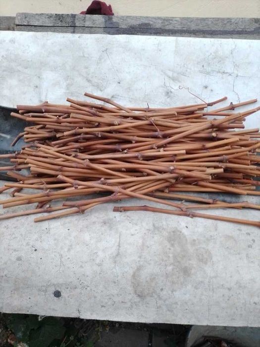 Чубуки винограду "Цимлянський чорний".