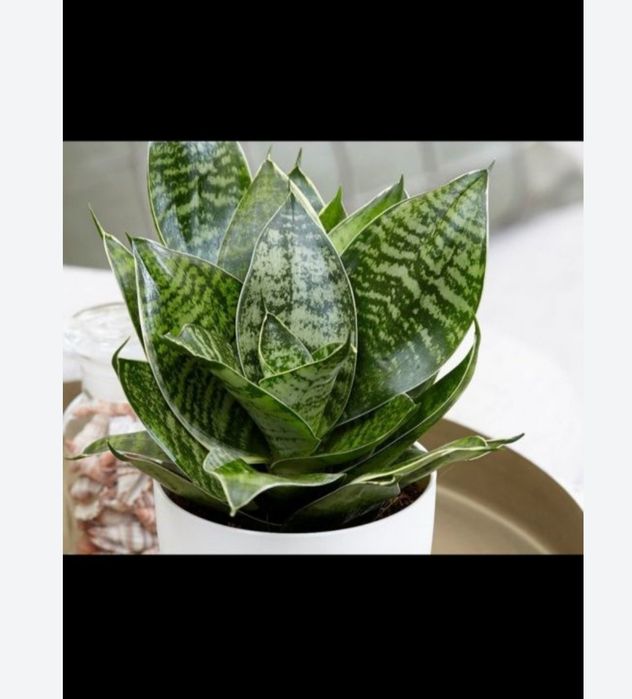 Традесканция триколор Фикусы