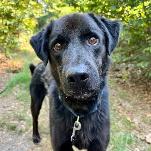 Lubi kontakt z człowiekiem, ale nie jest zbyt wylewny, na początku sku