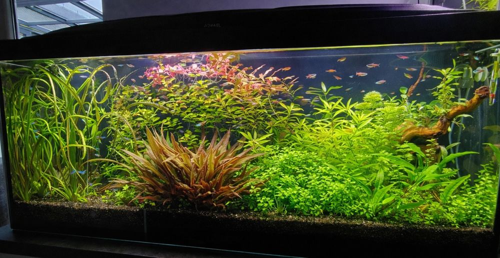 Roslinki akwariowe zestaw 15 sztuk