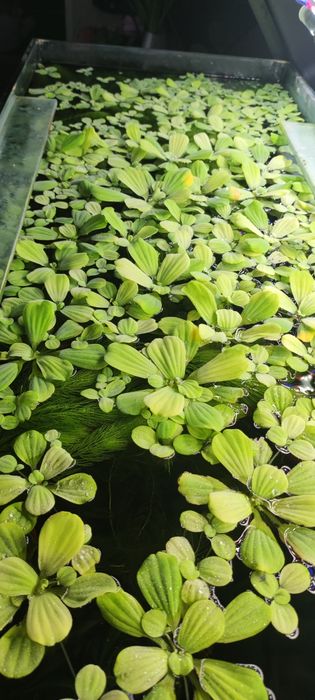 Pistia? Roślina pływajaca
