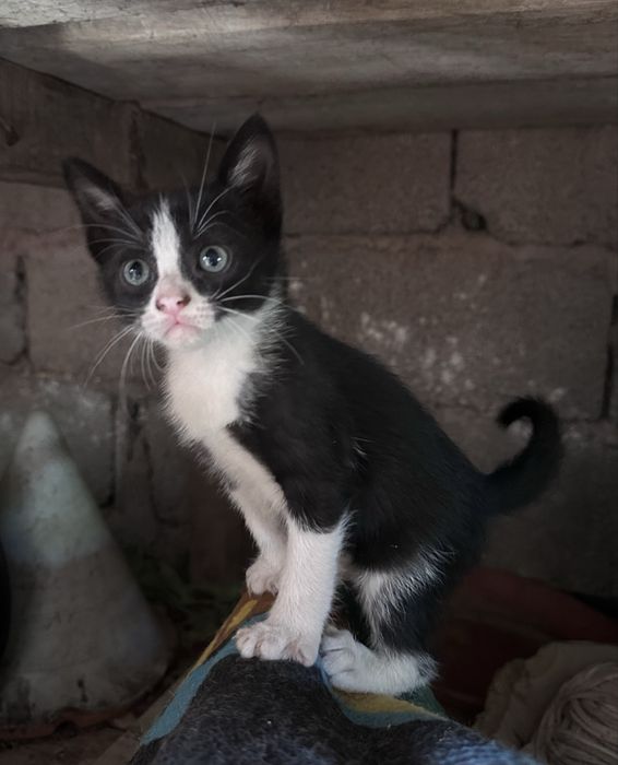 Gatinhos para Adoção