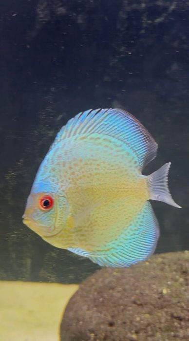 Discu Blue sankeskin