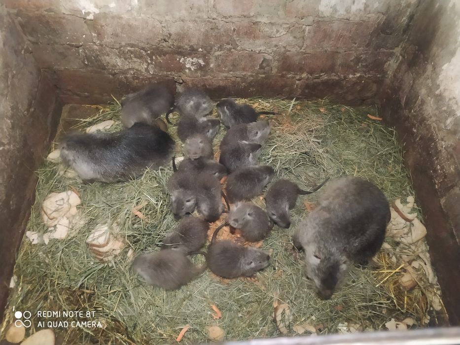 Нутрии на содержание