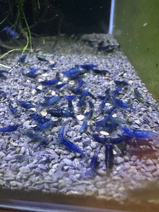 Neocaridinas Blue Dream