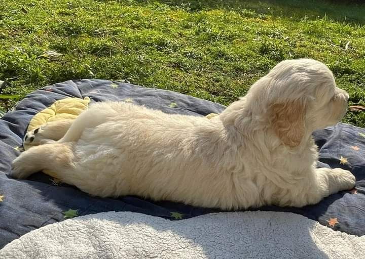 Golden Retriever de ótima linhagem