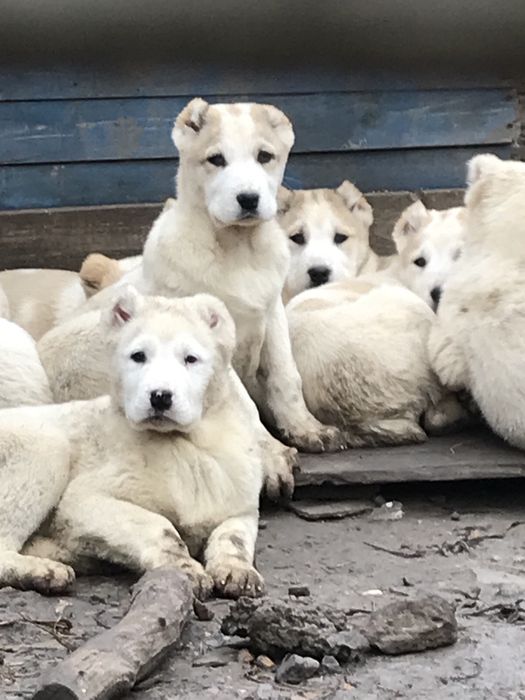 Цуценята чистокровного Алабая